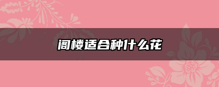 阁楼适合种什么花