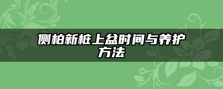 侧柏新桩上盆时间与养护方法