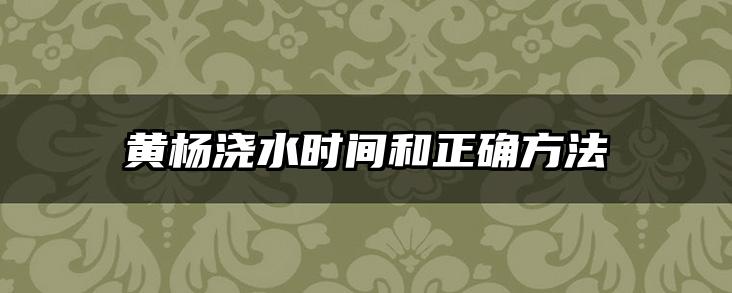 黄杨浇水时间和正确方法
