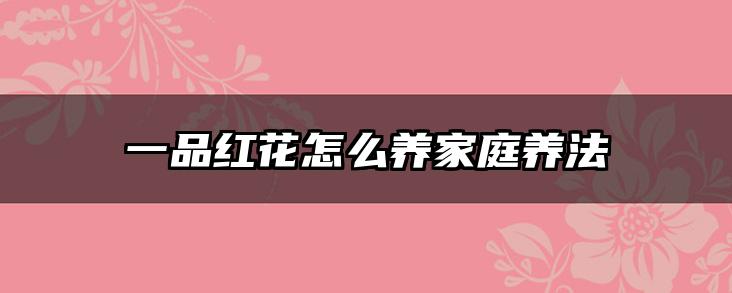 一品红花怎么养家庭养法