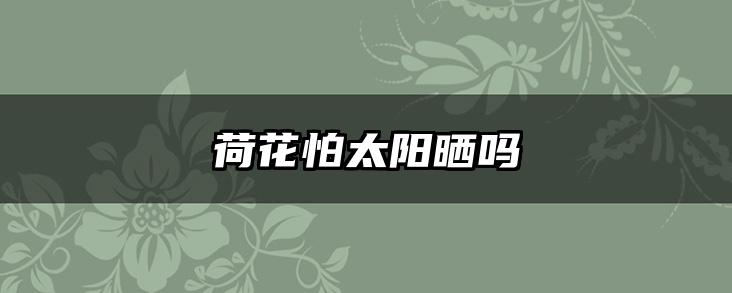 荷花怕太阳晒吗