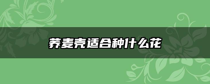 荞麦壳适合种什么花
