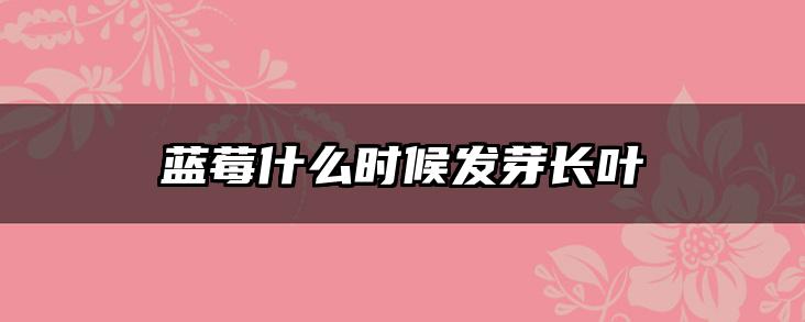 蓝莓什么时候发芽长叶