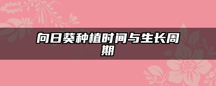 向日葵种植时间与生长周期