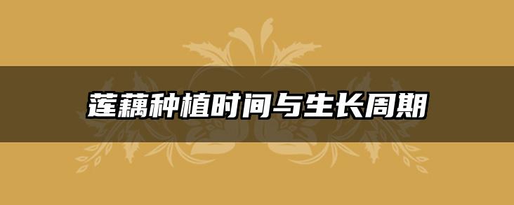 莲藕种植时间与生长周期