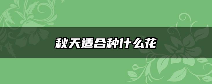 秋天适合种什么花