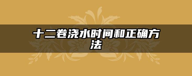 十二卷浇水时间和正确方法