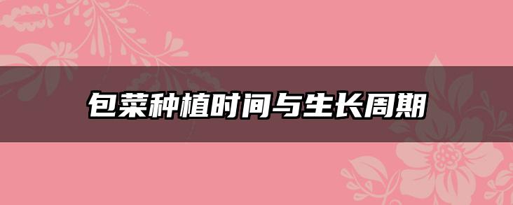 包菜种植时间与生长周期