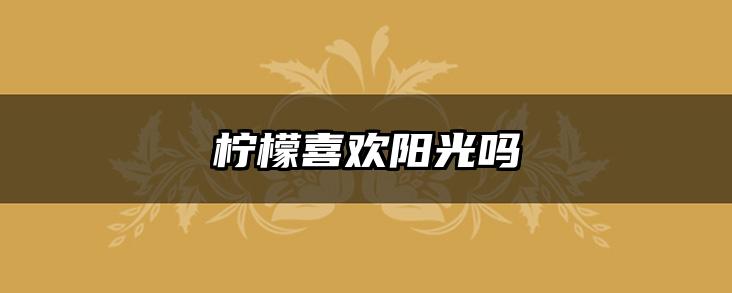 柠檬喜欢阳光吗