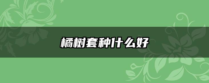 橘树套种什么好