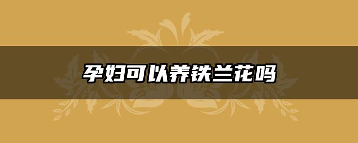 孕妇可以养铁兰花吗