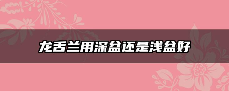 龙舌兰用深盆还是浅盆好