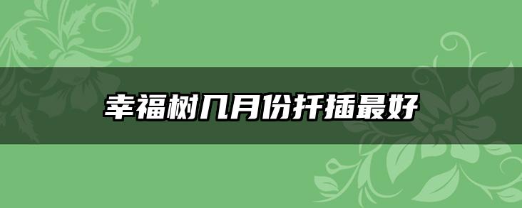 幸福树几月份扦插最好