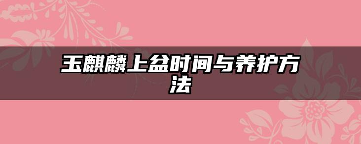 玉麒麟上盆时间与养护方法