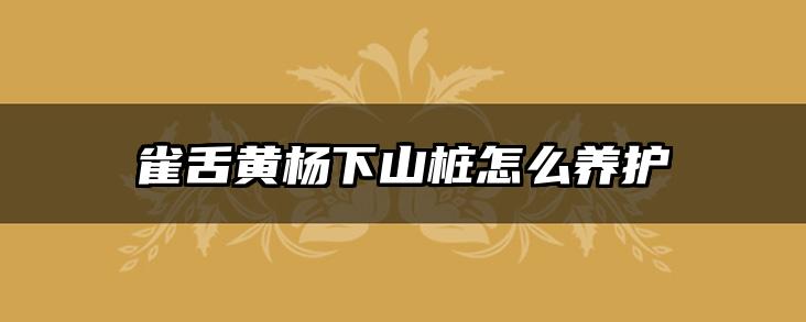 雀舌黄杨下山桩怎么养护