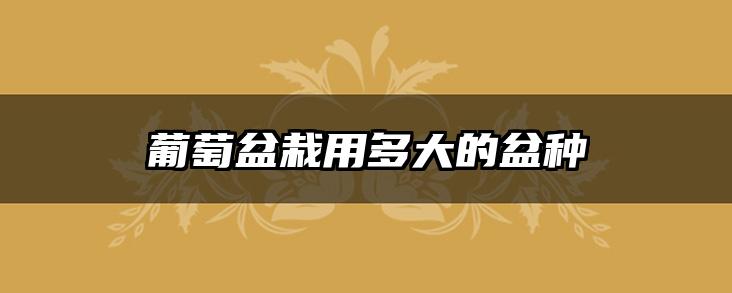 葡萄盆栽用多大的盆种