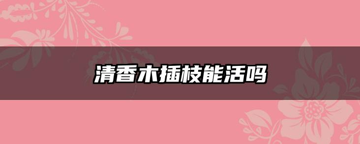 清香木插枝能活吗