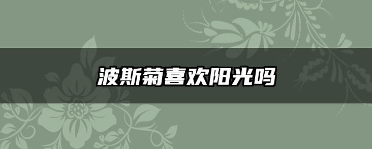 波斯菊喜欢阳光吗