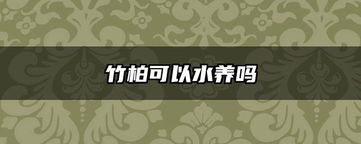 竹柏可以水养吗