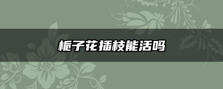 栀子花插枝能活吗