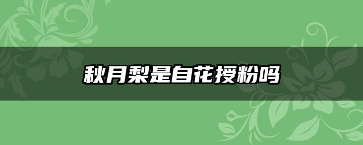 秋月梨是自花授粉吗