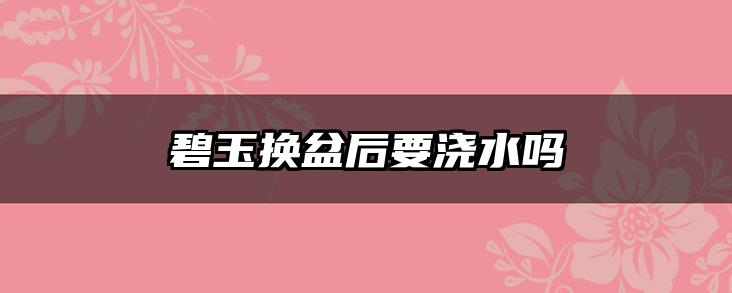 碧玉换盆后要浇水吗