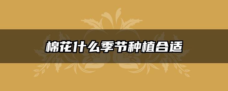 棉花什么季节种植合适