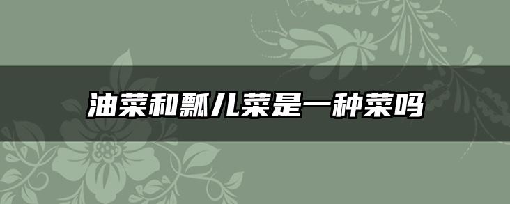 油菜和瓢儿菜是一种菜吗