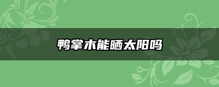 鸭掌木能晒太阳吗