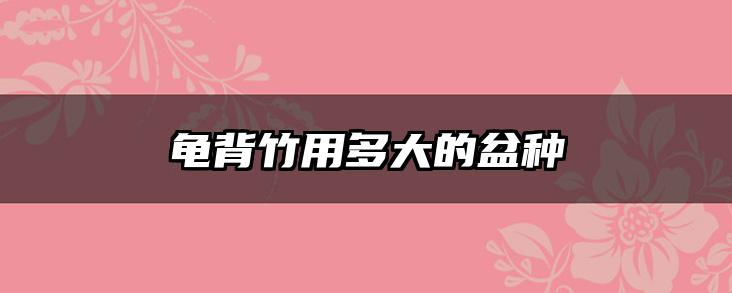 龟背竹用多大的盆种