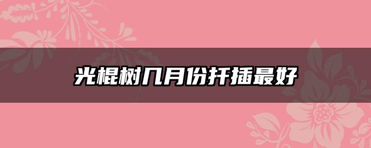 光棍树几月份扦插最好