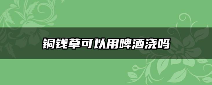 铜钱草可以用啤酒浇吗