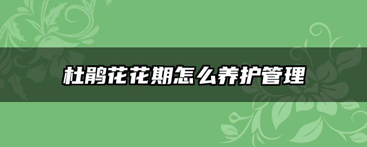杜鹃花花期怎么养护管理