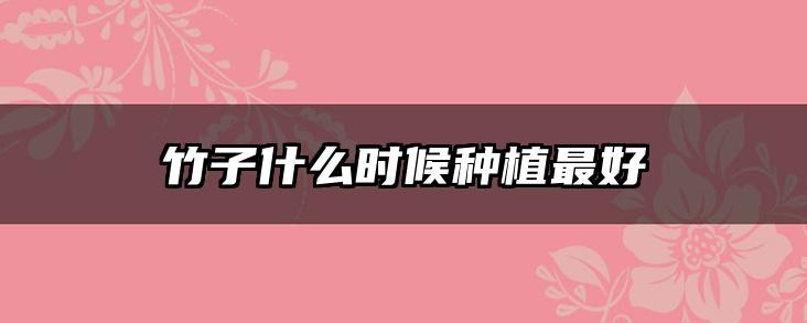 竹子什么时候种植最好