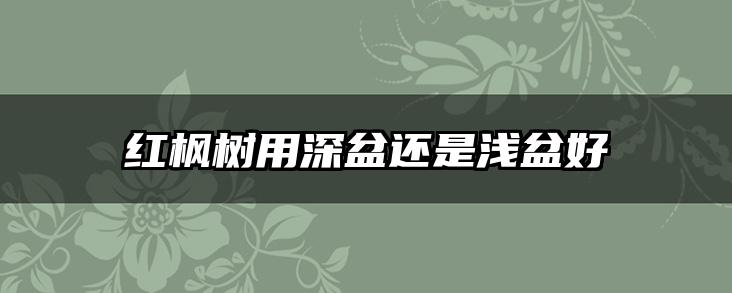 红枫树用深盆还是浅盆好