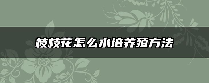 枝枝花怎么水培养殖方法