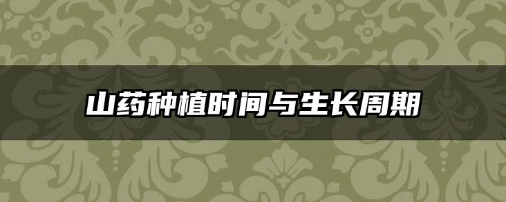 山药种植时间与生长周期