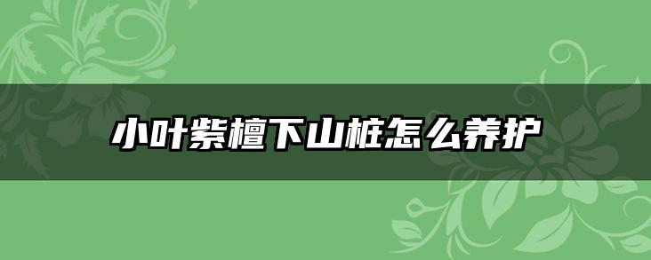 小叶紫檀下山桩怎么养护