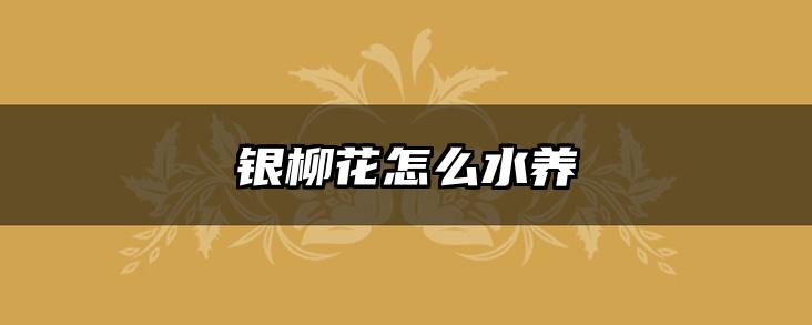 银柳花怎么水养