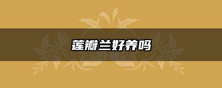 莲瓣兰好养吗