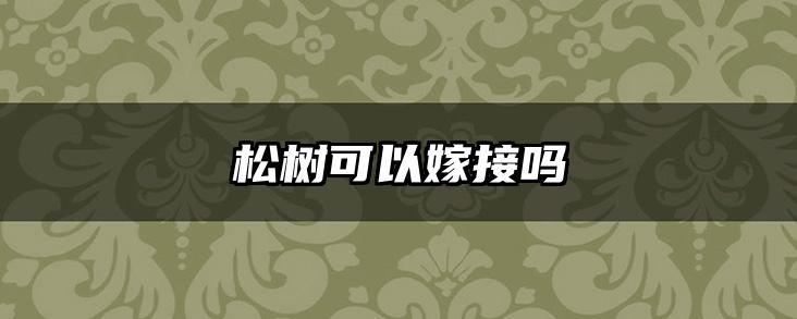 松树可以嫁接吗
