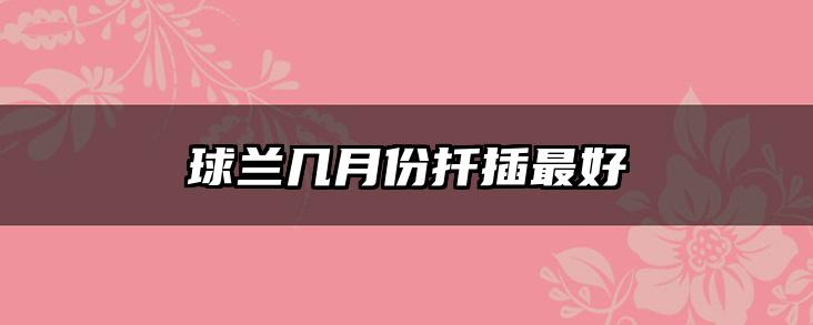 球兰几月份扦插最好