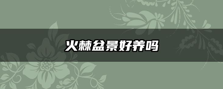 火棘盆景好养吗