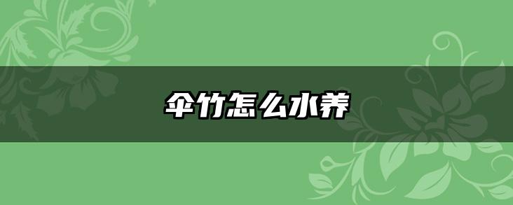 伞竹怎么水养