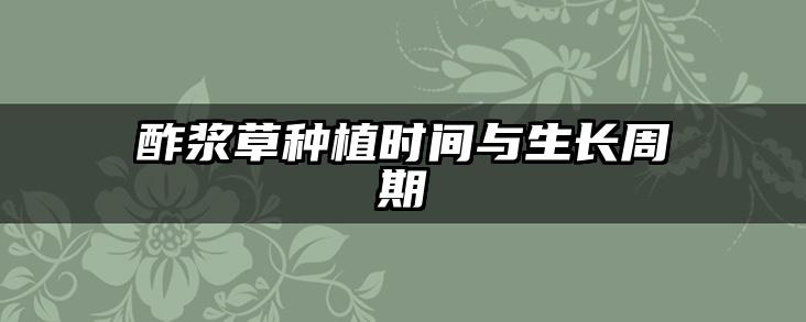 酢浆草种植时间与生长周期