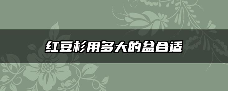 红豆杉用多大的盆合适