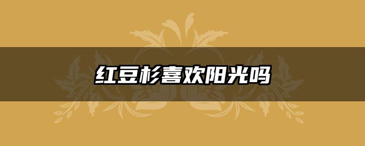 红豆杉喜欢阳光吗