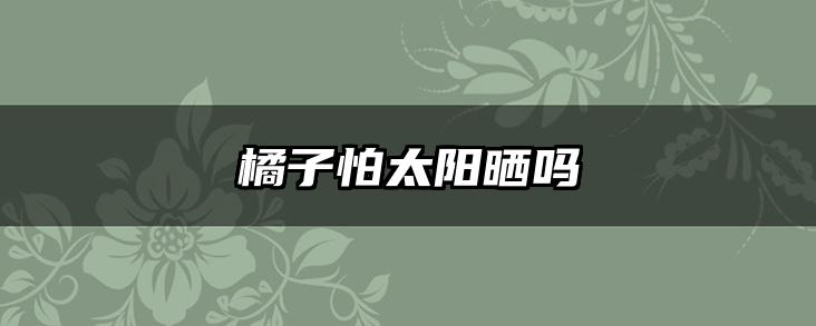 橘子怕太阳晒吗