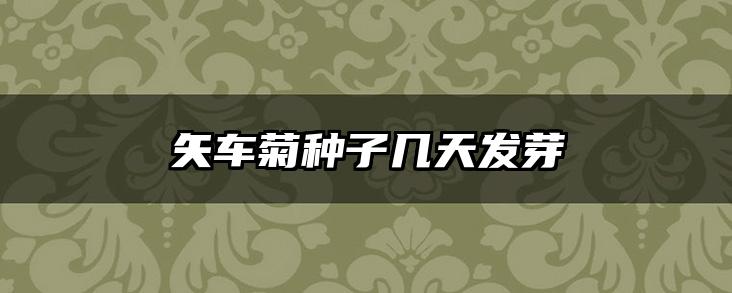 矢车菊种子几天发芽