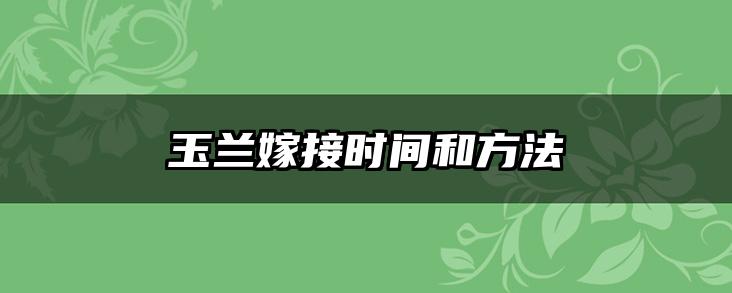 玉兰嫁接时间和方法